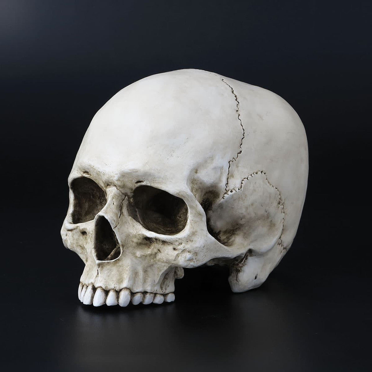 Tête De Mort : Signification et Histoire d’un Symbole Universel